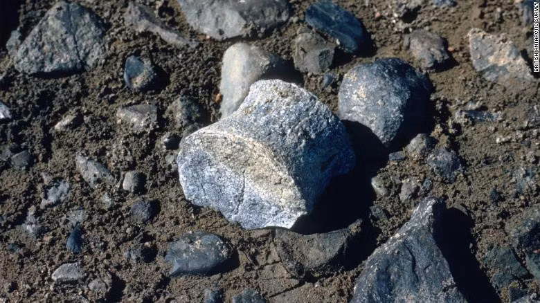 Việc tìm kiếm hóa thạch cây cũng không dễ dàng vì chúng thường rất khó thấy và đã lẫn vào trong đá. Ảnh: CNN.