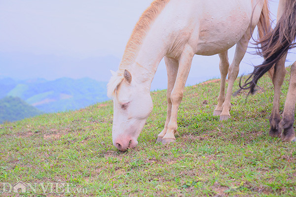 Ngựa được chăn thả hoàn toàn tự nhiên, không tốn công chăm sóc: Sáng người dân lên thả ngựa, chiều gọi ngựa về nơi uống nước, cho ăn bổ sung tinh bột và buộc ngựa vào khu riêng của từng gia đình để tiện theo dõi tình trạng sức khoẻ.