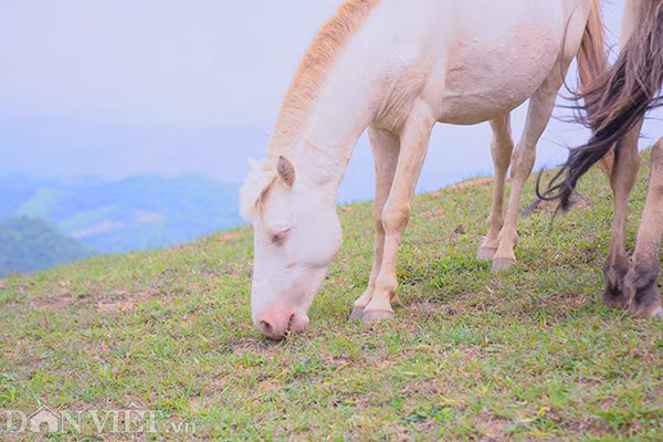 Ngựa được chăn thả hoàn toàn tự nhiên, không tốn công chăm sóc: Sáng người dân lên thả ngựa, chiều gọi ngựa về nơi uống nước, cho ăn bổ sung tinh bột và buộc ngựa vào khu riêng của từng gia đình để tiện theo dõi tình trạng sức khoẻ.