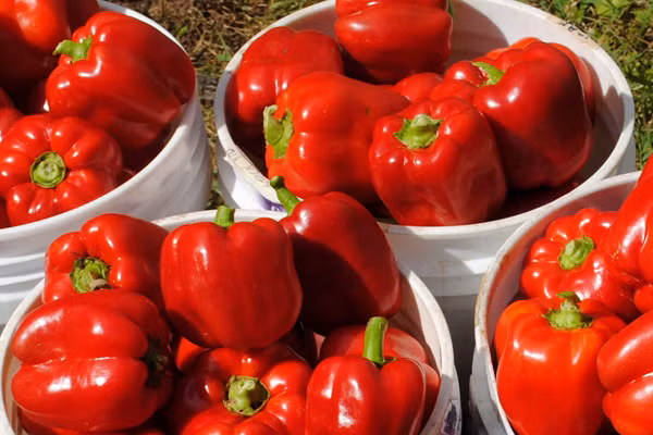 Ớt chuông đỏ chứa tới 140 mg vitamin C trong mỗi 100g. Đây là loại thực phẩm có hàm lượng calories thấp nhưng lại rất dồi dào vitamin B6, sắt và kali.