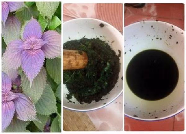 Trị nám da bằng mặt nạ lá tía tô (Ảnh minh họa).
