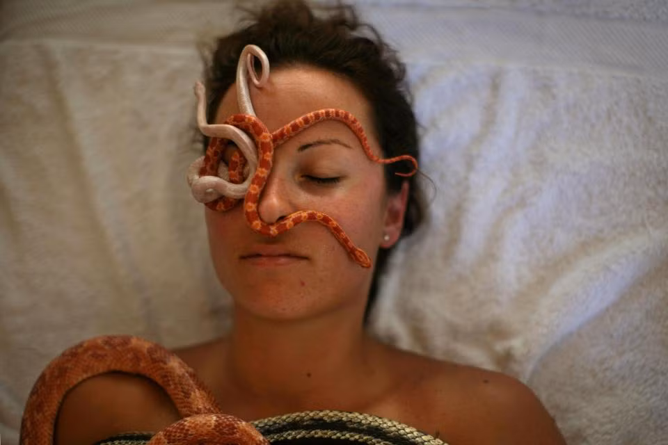 Khi tham gia liệu pháp trị bệnh bằng rắn, người bệnh sẽ phải để những con rắn bò khắp cơ thể theo sự điều khiển của một người với chức danh là "linh mục rắn" và một nhân viên hỗ trợ. Các chuyên gia cho rằng, phương pháp trị bệnh bằng rắn sẽ giúp làm dịu cơn đau nửa đầu, giảm căng thẳng và cải thiện lưu lượng máu trên toàn cơ thể. Ảnh: Getty.