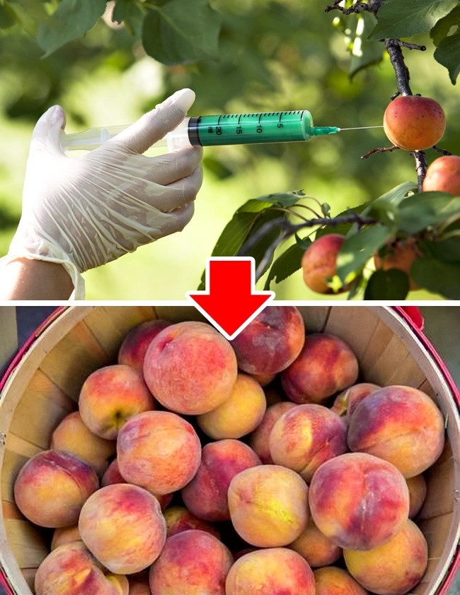 Thực phẩm biến đổi Gen cũng đã bị nhiều nước cấm từ năm 2015. Hơn một nửa các quốc gia ở châu Âu đã cấm sản phẩm biến đổi gen trong năm 2015 vì các lý do bao gồm dị ứng, độc tính và giảm giá trị dinh dưỡng của sản phẩm. Điều quan trọng cần biết là không chỉ các loại trái cây và rau quả có thể biến đổi gen mà còn là sản phẩm có nguồn gốc động vật. Bánh mì với việc bổ sung bột nở