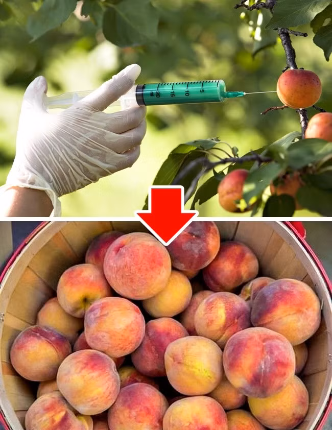 Thực phẩm biến đổi Gen cũng đã bị nhiều nước cấm từ năm 2015. Hơn một nửa các quốc gia ở châu Âu đã cấm sản phẩm biến đổi gen trong năm 2015 vì các lý do bao gồm dị ứng, độc tính và giảm giá trị dinh dưỡng của sản phẩm. Điều quan trọng cần biết là không chỉ các loại trái cây và rau quả có thể biến đổi gen mà còn là sản phẩm có nguồn gốc động vật. Bánh mì với việc bổ sung bột nở