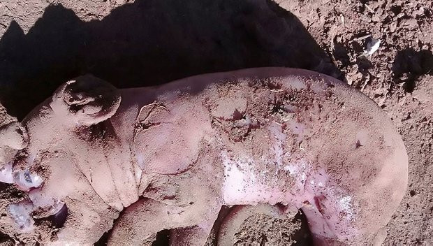 Hình ảnh của lợn con bi thảm cho thấy nó có nhiều điểm tương đồng với con người hơn so với lợn.