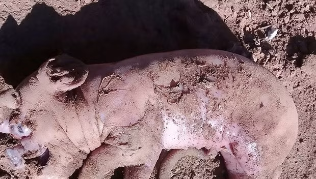 Hình ảnh của lợn con bi thảm cho thấy nó có nhiều điểm tương đồng với con người hơn so với lợn.