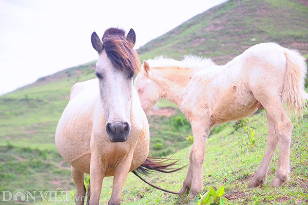 Ngựa bạch di chuyển chậm chạm nhưng khỏe mạnh, ít ốm đau, các bệnh thường gặp như tụ huyết trùng đều có thuốc chữa. Ngựa bạch sức chống chịu thời tiết tốt, trong đợt mưa tuyết vẫn chăn thả và không bị chết như trâu bò. 