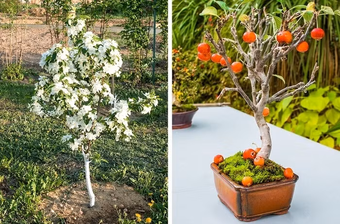 Táo Hãy ươm mầm cây táo theo cách dưới đây: - Thu thập hạt của 2 quả táo khác nhau, đặt những hạt táo trong 1 túi nhựa bịt kín bên trong có khăn giấy ẩm - Đặt túi trong tủ lạnh từ 70-80 ngày cho đến khi hạt táo nảy mầm Bạn nên trồng cây táo vào mùa xuân hoặc cuối đông và tưới nước cho cây táo mỗi tuần.