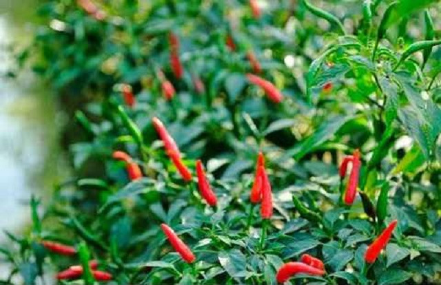 Lá ớt rất giàu hóa chất thực vật phytochemcials và các phenolic acids.