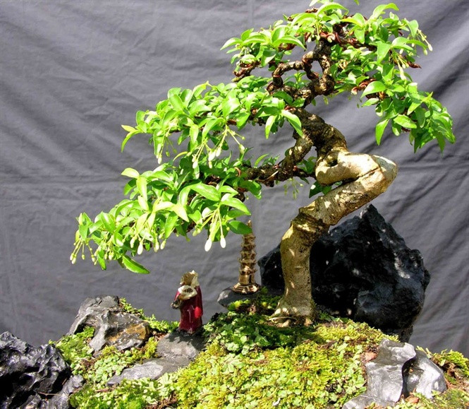 Loai cay nen trong trong nha giup hut sach buc xa song dien, wifi