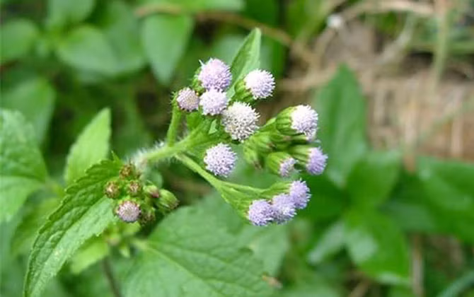 Trong Đông y không dùng cây cứt lợn để chữa viêm nhiễm phụ khoa.