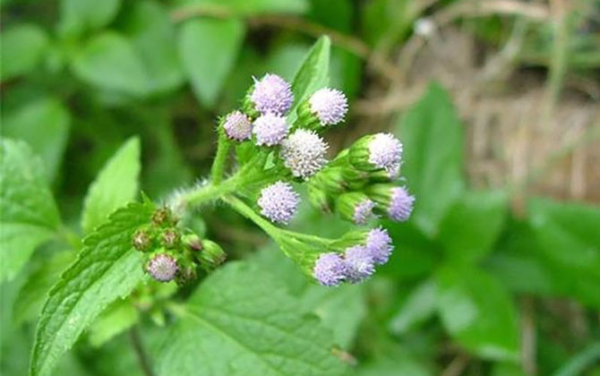 Trong Đông y không dùng cây cứt lợn để chữa viêm nhiễm phụ khoa.