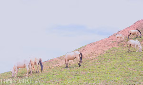 Ngựa thường có có giá trị không cao như ngựa bạch nhưng sức đề kháng rất tốt và dễ nuôi. Mấy năm gần đây nhiều người đến tìm mua, dễ tiêu thụ nên, giá trị cao nên nuôi ngựa bạch mang lại kinh tế ổn định cho các hộ gia đình. Nhờ con ngựa mà nhiều gia đình nơi núi non này có thu nhập ổn định cuộc sống ấm no, đủ đầy hơn.