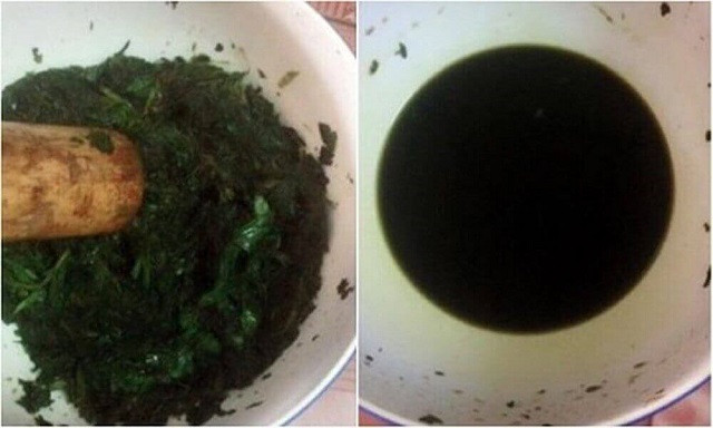 Mẹ nên cho trẻ uống lá mơ vào buổi sáng, lúc đói là tốt nhất. Sau 2 – 3 ngày uống là giun trong bụng bé sẽ được trị dứt.