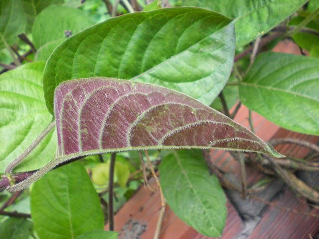  Tẩy giun hiệu quả bằng lá mơ Trị giun bằng lá mơ là một cách làm mà các mẹ bỉm sữa không nên bỏ qua. Bạn chỉ cần chuẩn bị một nắm lá mơ, sau đó rửa sạch để cho ráo nước và xay nhuyễn. Vắt lấy nước cốt và cho một chút muối vào hòa tan rồi cho bé uống.