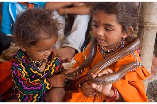 Những đứa trẻ dường như rất thích thú với rắn.