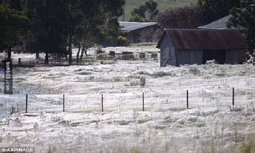 Hiện tượng tóc thiên thần xảy ra khiến mặt đất toàn màu trắng. Ảnh: Kan.world.