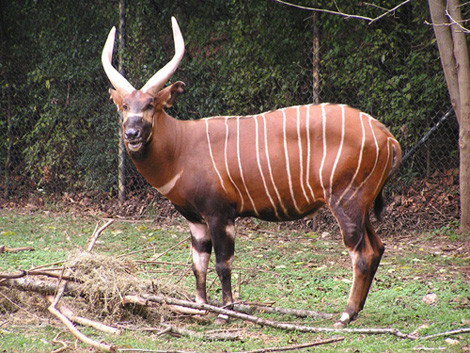 Nhung loai dong vat hiem nhat the gioi duoc bao ton thanh cong-Hinh-7