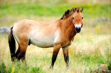 Nhung loai dong vat hiem nhat the gioi duoc bao ton thanh cong-Hinh-4