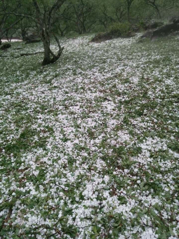 Mưa đá phủ trắng xóa khắp các cánh đồng. Ảnh: Facebook Hoa Anh Túc.