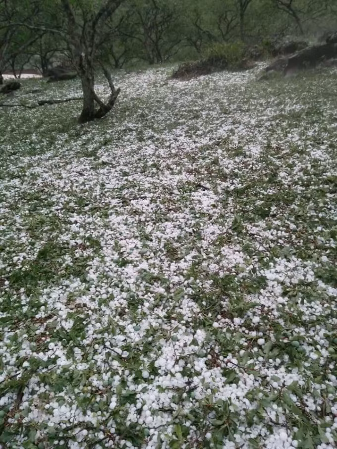 Mưa đá phủ trắng xóa khắp các cánh đồng. Ảnh: Facebook Hoa Anh Túc.