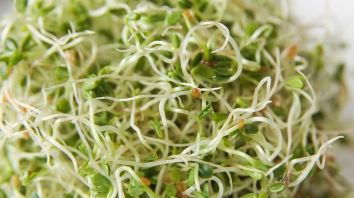 Giá đỗ có chứa axit amin, chất xơ ăn kiêng và khoáng chất giúp tăng cường năng lượng, giảm huyết áp, ngăn ngừa sự phát triển của ung thư và giúp kiểm soát cân nặng.