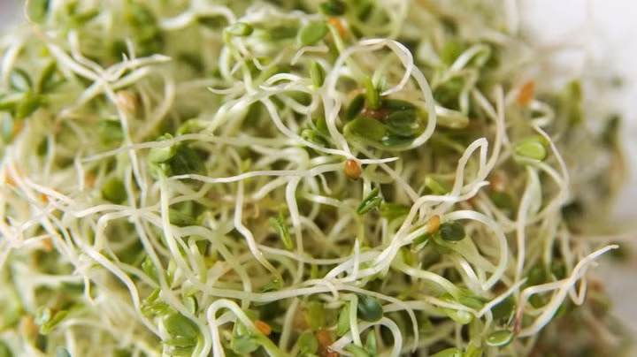 Giá đỗ có chứa axit amin, chất xơ ăn kiêng và khoáng chất giúp tăng cường năng lượng, giảm huyết áp, ngăn ngừa sự phát triển của ung thư và giúp kiểm soát cân nặng.