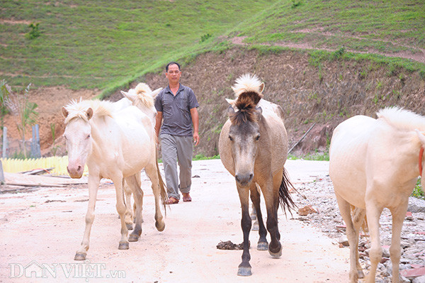 Thông thường người dân thả ngựa bạch trên đồi từ tháng 10 đến tháng 3 (Âm lịch). Một số hộ thả tự nhiên có khi cả tuần mới cho về chuồng, ngựa đi theo đàn nên không sợ lạc. Ngựa được nuôi thả rông sống theo đàn và được đánh dấu riêng bằng tiếng chuông ở cổ. Mỗi nhà sẽ có tiếng chuông khác nhau.
