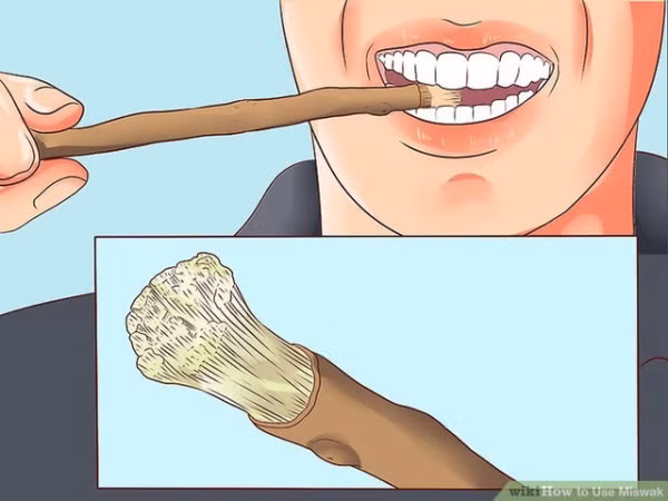 Các nhà khoa học đã tìm ra bằng chứng người Ai Cập cổ đại dùng cây gỗ nhai để vệ sinh răng miệng. Ảnh sưu tầm. Các nhà khoa học đã tìm ra bằng chứng người Ai Cập cổ đại dùng cây gỗ nhai để vệ sinh răng miệng. Ảnh sưu tầm.