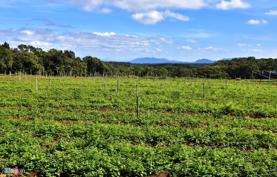 Nha giau do xo len Mang Den trong rau sach, thuoc quy-Hinh-7