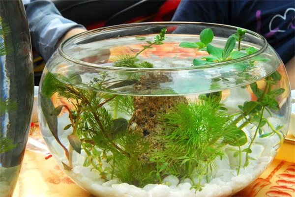  Tuổi Tí Nguyên tố Thủy sẽ giúp rất nhiều cho những người tuổi Chuột. Yếu tố Nước sẽ trợ giúp những người sinh ra vào năm Tí gặp nhiều may mắn và giàu có. Do đó, theo phong thủy, con giáp này nên đặt một bể cá vàng ở góc phía Bắc của phòng làm việc, tiền tài sẽ tự tìm đến.