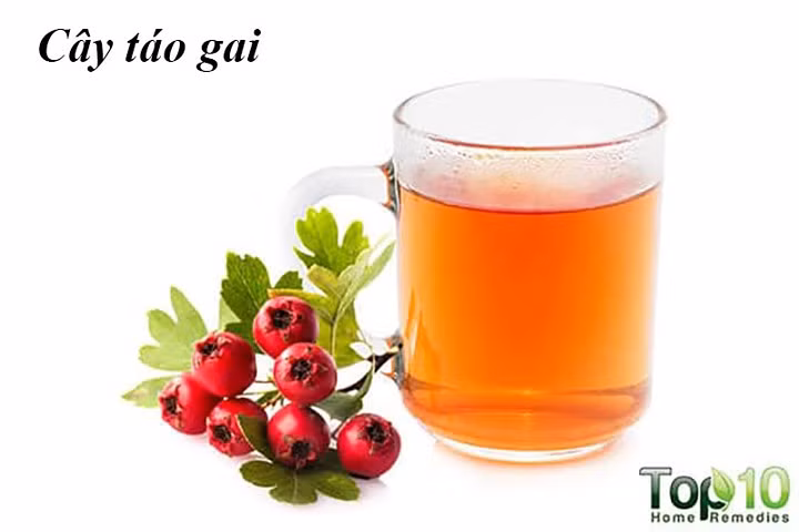 Cây táo gai: Táo gai là một loại thảo dược tốt cho tim của bạn, đặc biệt nếu bạn bị cao huyết áp cao. Loại thảo mộc này giàu flavonoid và quercetin giúp giảm huyết áp động mạch và giảm nguy cơ tăng huyết áp. Một nghiên cứu năm 2002 được công bố trong Nghiên cứu Phytotherapy cho thấy rằng chiết xuất táo gai cho thấy giảm huyết áp tâm trương. Ngoài ra, nó cũng giúp giảm lo lắng.