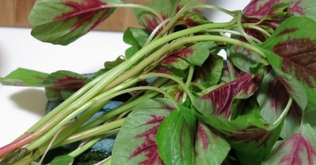 Theo các nhà nghiên cứu, hàm lượng canxi trong rau dền còn cao vượt trội hơn hẳn sữa bò. Hơn nữa, rau dền chứa lượng vitamin K dồi dào giúp hấp cơ thể hấp thụ can xi hiệu quả.