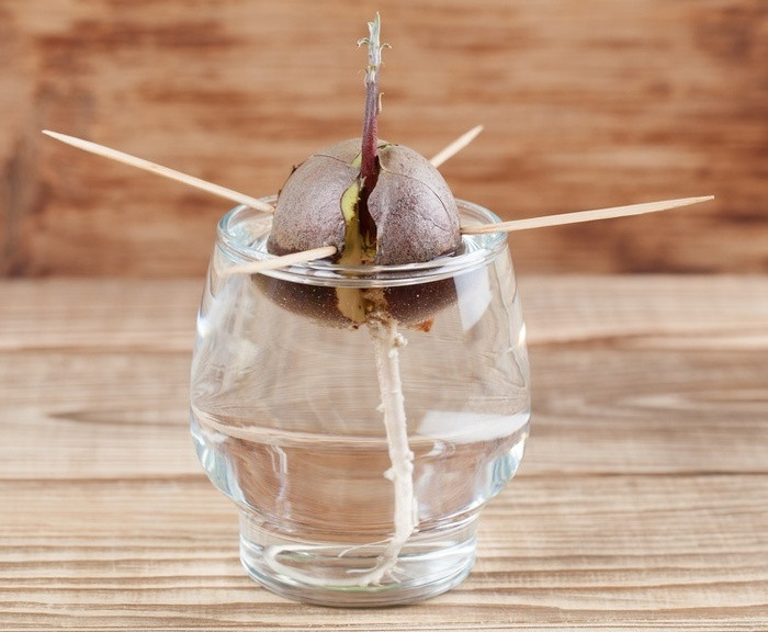 Bơ Nếu bạn muốn trồng bơ, hãy ươm mầm cây bơ thật đúng cách. Hãy lấy 3-4 chiếc tăm và cắm vào hạt bơ rồi đặt hạt bơ treo lơ lửng trên 1 cốc nước. Đặt cốc nước ở nơi ấm áp, tránh ánh náng mặt trời trong khoảng 2-6 tuần cho đến khi rễ bơ xuất hiện. Bạn nên bắt đầu trồng bơ vào khoảng thời gian từ tháng 3 đến tháng 6. Bơ cần rất nhiều nước. Bạn cần tưới nước cho cây từ 2-3 lần mỗi tuần.