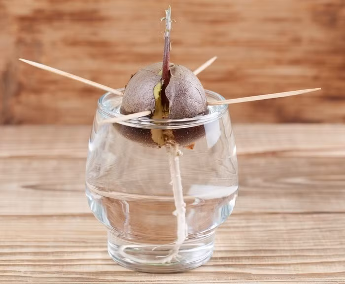 Bơ Nếu bạn muốn trồng bơ, hãy ươm mầm cây bơ thật đúng cách. Hãy lấy 3-4 chiếc tăm và cắm vào hạt bơ rồi đặt hạt bơ treo lơ lửng trên 1 cốc nước. Đặt cốc nước ở nơi ấm áp, tránh ánh náng mặt trời trong khoảng 2-6 tuần cho đến khi rễ bơ xuất hiện. Bạn nên bắt đầu trồng bơ vào khoảng thời gian từ tháng 3 đến tháng 6. Bơ cần rất nhiều nước. Bạn cần tưới nước cho cây từ 2-3 lần mỗi tuần.