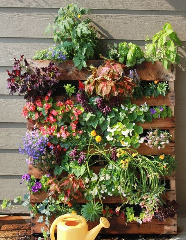 Trước khi trồng cây, trồng rau bằng pallet, bạn hãy đảm bảo tấm pallet được đóng cố định vào tường, vào hàng rào. Đất bên trong được đựng bằng túi bóng tránh trôi rửa phần chất dinh dưỡng. Đặc biệt là đặt pallet ở nơi có nhiều ánh sáng để khu vườn siêu mini trở nên bắt mắt và tươi tắn hơn.