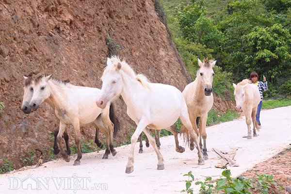 Cách TP Lạng Sơn hơn 70km, đường đến xã Hữu Kiên uốn lượn quanh co, phải vượt qua nhiều núi cao, cây cối ngút ngàn. Trên các sườn đồi thoai thoải vươn dài nối tiếp nhau, xuất hiện bóng những con ngựa đang thong dong gặm cỏ.