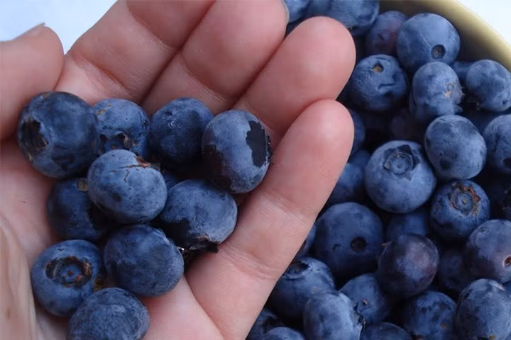 Điều trị viêm: Nếu bạn uống trà với lá việt quất khô, nó có thể giúp làm dịu đau họng và viêm, nhiệt miệng. Các đặc tính chống oxy hóa của quả việt quất là cực kỳ có lợi trong việc giảm viêm trong cơ thể.