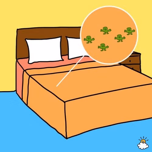  1. Nhiễm trùng Trên cơ thể mỗi người luôn tồn tại một lượng nhỏ vi khuẩn tụ cầu. Đây là loại vi khuẩn phổ biến, thường xuyên trú ngụ trên da, trong mũi và khoang miệng. Thật may mắn là với một lượng nhỏ, thì thường nó không gây ra ảnh hưởng gì nghiêm trọng đến sức khỏe của con người. Tuy nhiên, nếu bạn mặc một bộ quần áo quá lâu, vi khuẩn này sẽ tích tụ trên bộ đồ ngủ và phát triển rất nhanh. Vì vậy, khi diện tích vi khuẩn tụ cầu lan rộng và xâm nhập vào da qua lỗ chân lông, sẽ gây ảnh hưởng lớn đến sức khỏe. Hãy thường xuyên thay và giặt đồ ngủ một cách sạch sẽ, để loại bỏ những nguy hiểm từ vi khuẩn tụ cầu, tránh bị nhiễm trùng, gây đau đớn, thậm chí là nguy hiểm đến tính mạng. 