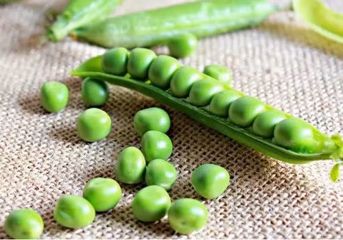 Để tránh gây độc cho cơ thể cách tốt nhất là bạn không nên ăn sống đối với bất kì loại đậu nào, chỉ nên chế biến và làm chín ở nhiệt độ cao thì sẽ an toàn khi sử dụng.