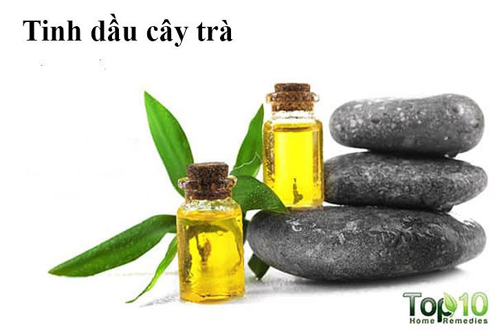 Tinh dầu cây trà: Dầu cây trà có tính năng làm sạch mạnh mẽ và kháng khuẩn có thể giúp giữ cho da đầu của bạn khỏe mạnh. Điều này thúc đẩy tăng trưởng tóc. Một nghiên cứu năm 2013 được công bố cho thấy hỗn hợp có chứa dầu cây trà và minoxidil hiệu quả hơn khi chỉ dùng riêng minoxidil trong việc cải thiện sự phát triển của tóc.