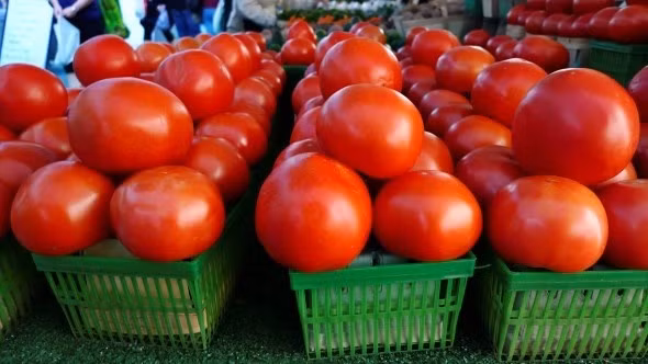 Cà chua Cà chua là một trong những loại cây dễ trồng và phổ biến nhất. Hầu hết những giống cà chua đều thích hợp để trồng vào thời tiết mùa xuân. Bạn hãy gieo hạt cà chua và đợi cho cây cao từ 8-10cm trước khi trồng chúng trong vườn.