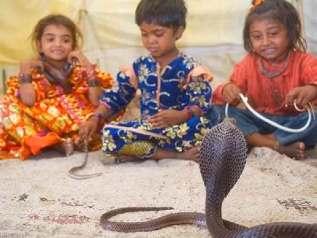 Lớp học thôi miên rắn ở Vadi.