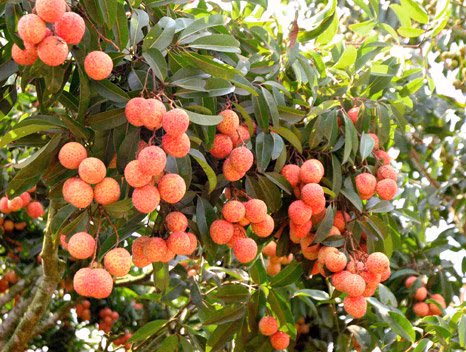 Chọn vải thiều thơm ngon, hột nhỏ, cùi dày. Ảnh minh họa.