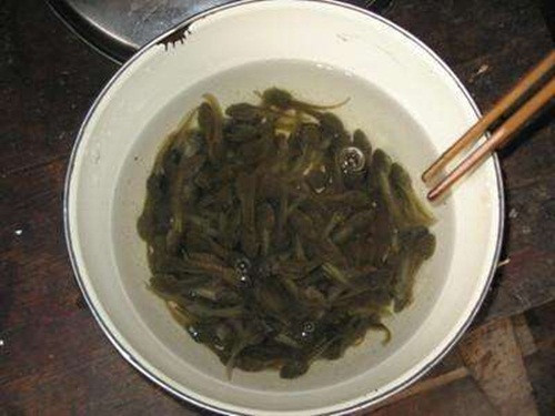 Nòng nọc được bắt về chữa bệnh.