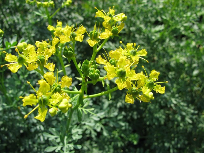 Cửu lý hương: một loại cây có đặc tính tẩy uế, diệt ruồi và côn trùng (đặc biệt là ruồi giấm).