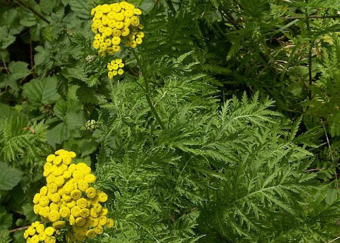 Cây cúc ngải: Là một loại thảo dược có hoa rất hiệu quả trong việc xua đuổi ruồi và chống mối, mọt, kiến, chuột, muỗi… Tuy nhiên, lưu ý trước khi sử dụng cúc ngải để đuổi ruồi vì chúng chứa loại dầu có thể gây viêm da.