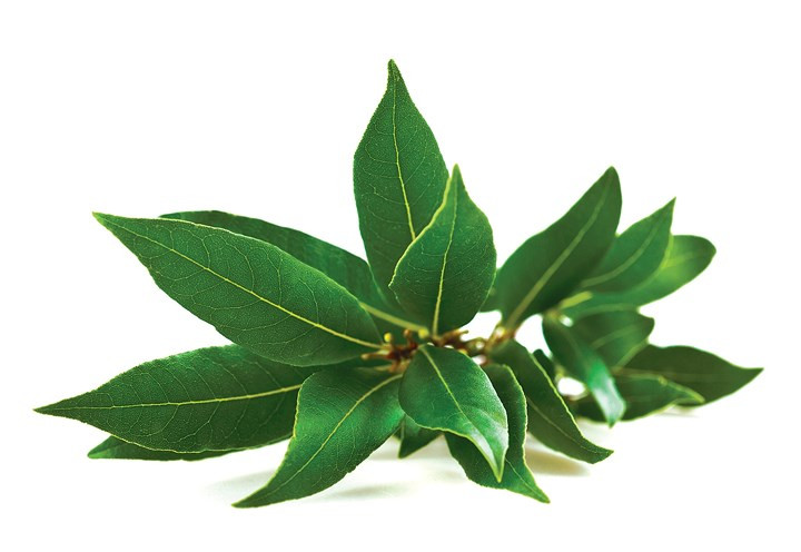 Lá nguyệt quế: là một thảo dược thường được sử dụng nấu ăn và nó cũng có một mùi hương khó chịu khiến ruồi và các loài côn trùng khác như bướm, gián tránh xa.