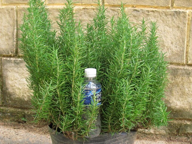 12 cach diet va duoi ruoi bang cay co trong tu nhien, khong doc hai hinh 9 Lá hương thảo: có màu xanh, dễ trồng, chịu hạn hán, nhiệt độ, gió tốt. Lá này rất hấp dẫn ong bướm, nhưng mùi hương mạnh của nó lại gây khó chịu với các loài côn trùng, ruồi, muỗi.