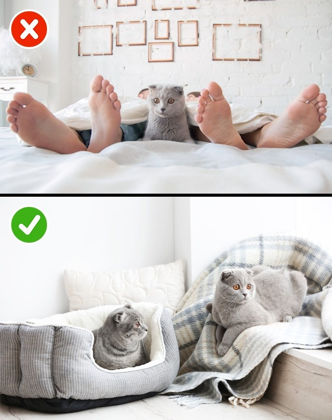 6. Không cho vật nuôi lên giường: Một nghiên cứu của Đại học Kansas cho biết 63% số người ngủ chung với vật nuôi thường bị thiếu ngủ. Vật nuôi có thời gian ngủ không nhiều, chúng hay thức giấc và làm rối loạn giấc ngủ của bạn. Ngoài ra, ngủ chung với vật nuôi còn tăng nguy cơ mắc nhiều bệnh như giun sán, bệnh dại, hen suyễn... 